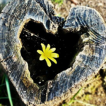 Living from Love: Tuning into Your Heart’s Messages